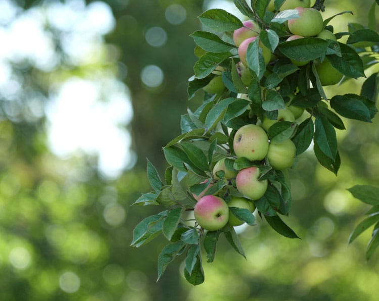 Calvados CrèveCoeur - Apple Orchard